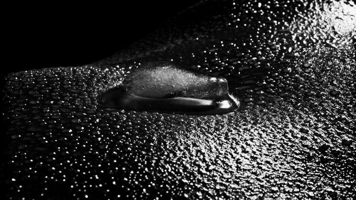 Bodyscapes & Shapes